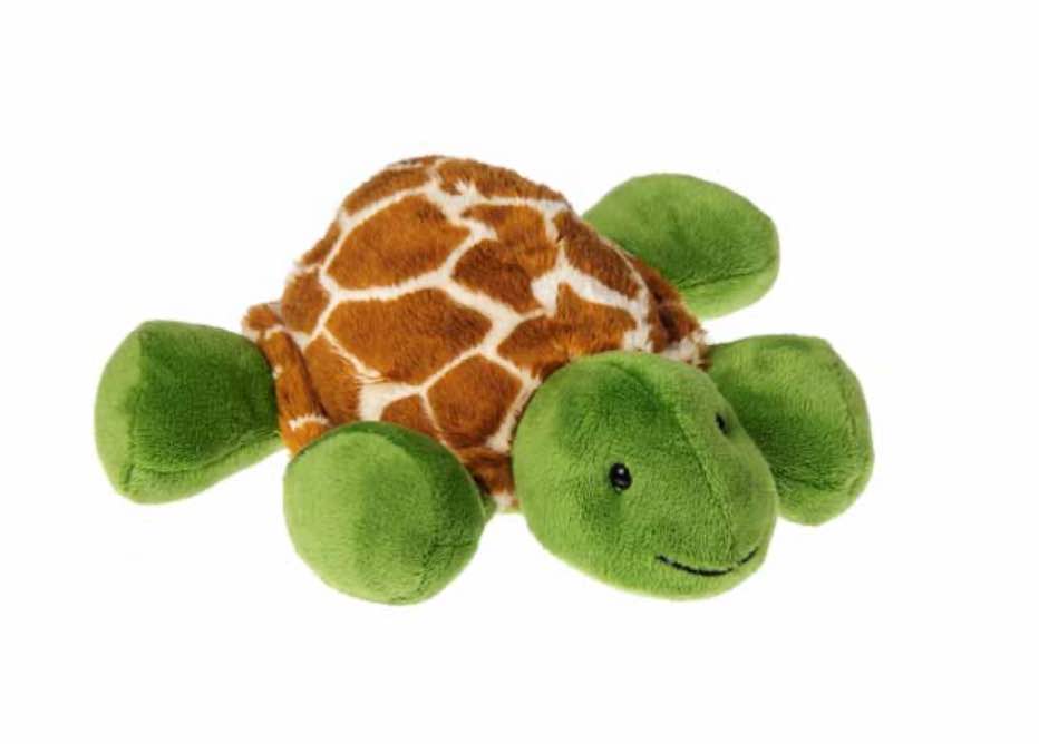 Pokeybelly Pufferbelly Turtle – 7